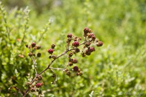 Close-up: Unripe blackberries