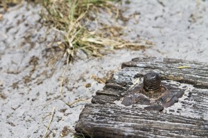 Close-up: corner of an old rail tie against white sand.