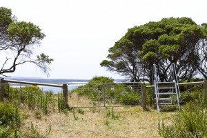 Metal gate, an style and an electrified fence on the edge of a grassy field.