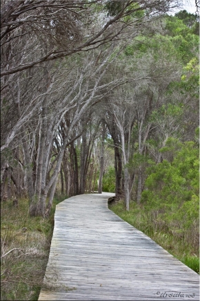 Wooden boardwalk through tea trees.