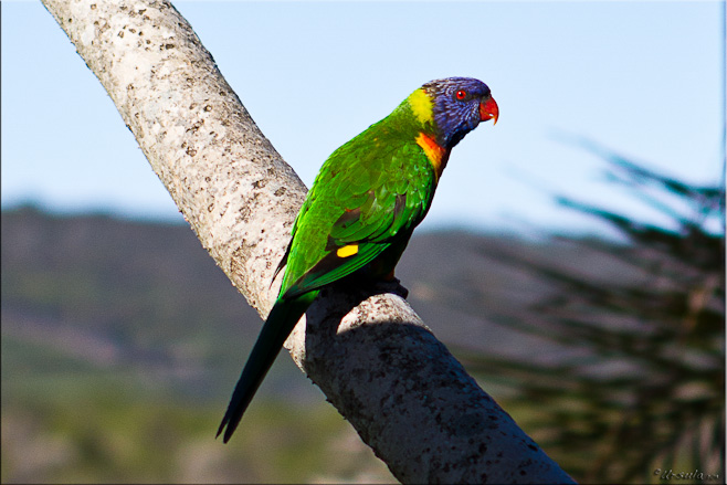 Close-up: Predominantly green rainbow lorikeet sitting on a branch