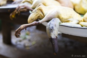 Freshly plucked duck on a plate in a Khmer market