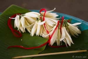 Magnolia champaca