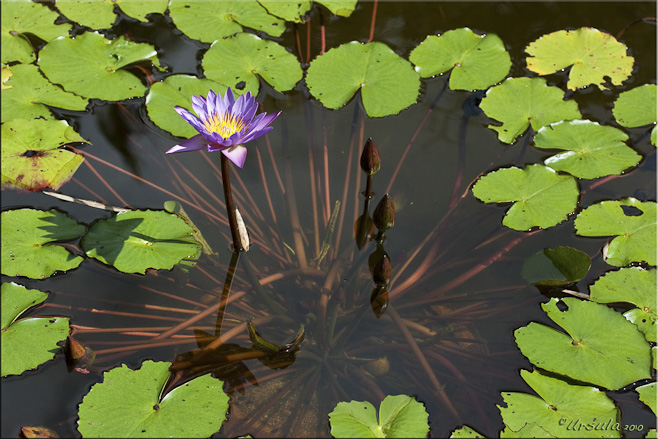 Single purple lotus in a pond, surrounded by green leaves.