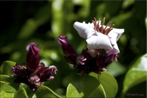 A pink and white yemibonang flower in bloom against green leaves.