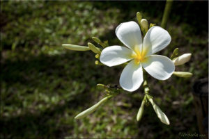 Single frangipani against grass