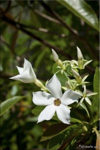 Group of white star-shaped Pudica White Frangipani