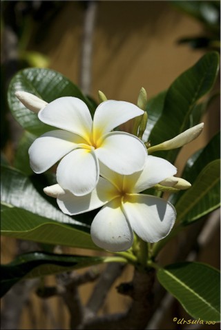 Two cream coloured frangipani (plumeria)