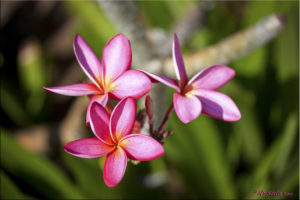 Three deep pink frangipani