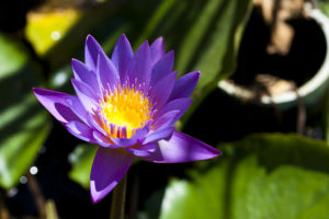 Boldly coloured purple lotus on green leaves.