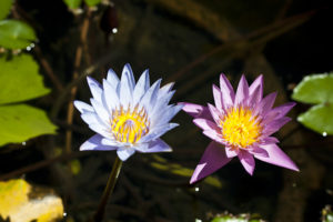 Two pond lotus: one blue one pink.