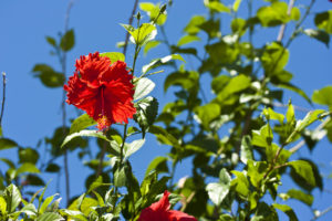 Red hibiscus on a green bush, against deep blue sky.