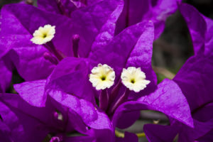 Close-up: the creamy white flowers of a purple bougainvillea
