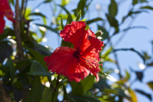 Red hibiscus, backlit, against a blue sky.