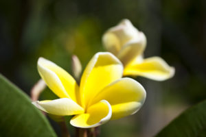 Two yellow frangipani flowers against a green background