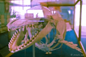 Almost Abstract: Skeleton of a killer whale in a reflective case; split-tone colours