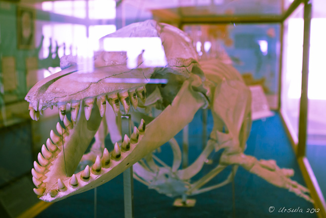 Almost Abstract: Skeleton of a killer whale in a reflective case; split-tone colours