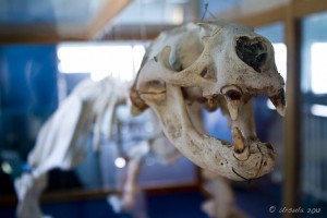 Skeleton of a false-killer whale in a reflective case.