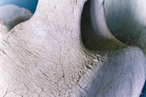 Close-up: Whale Vertabrae