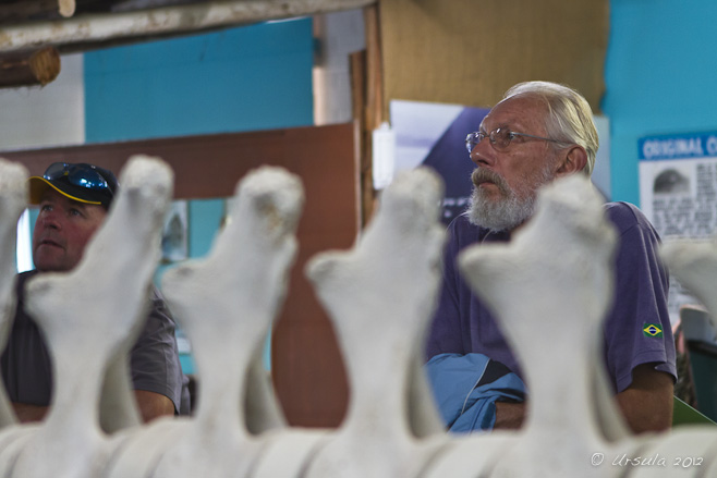 Two men looking up, partially obscured by huge vertebrae from a killer whale.