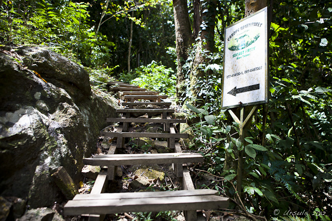 Roughly built wooden stair up into jungle.