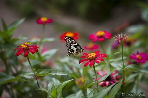 Black and white Butterfly in red Cosmos