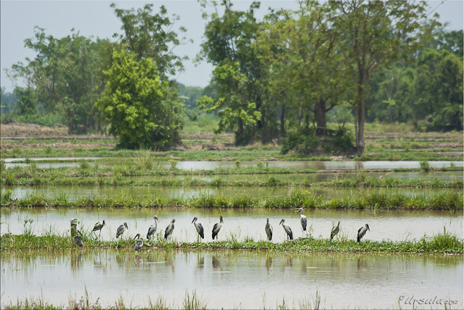 Asian Openbills sitting among green rice patties.