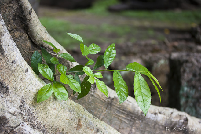 New green growth on roots of a fig tree.