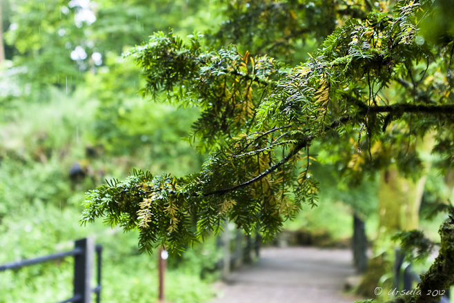 Fir bough, wet with rain, over a pathway.