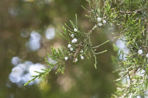 Close up: Eastern Red Cedar; Juniperus Virginiana