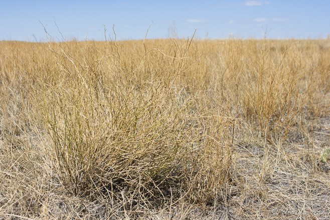 Dry yellow grasslands against a blue sky.