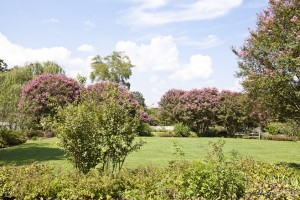 Green lawn and green trees with pink blooms.