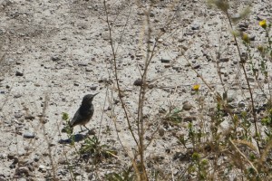 Small bird with a long beak on white sandy ground.