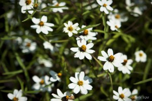 Daisies