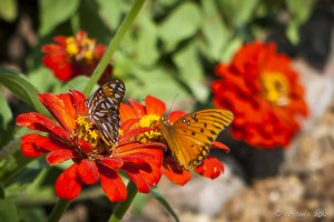 Orange and tortoiseshell butterflies on red flowers.