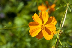 Orange Cosmos