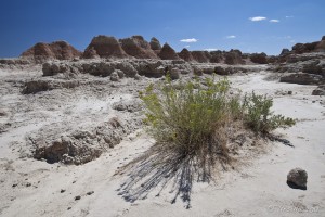 Yucca plant in yellow bloom against white sands, badlands and blue skies.