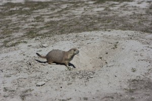 The black-tailed prairie dog on white sandy ground.
