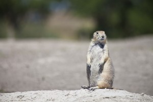 Prairie dog