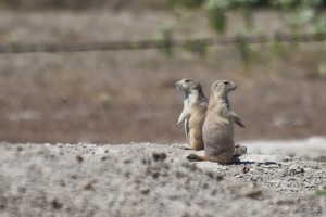 Two prairie dogs standing back to back.