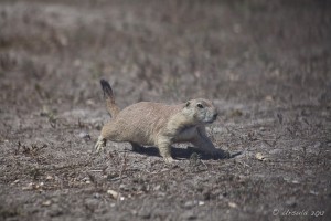Ground Squirrel
