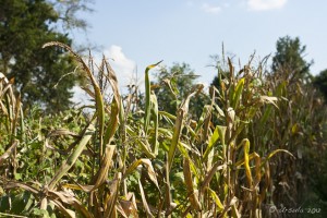 Yellowed stalks of dry corn.