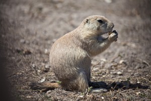 Ground squirrel eating a peanut.