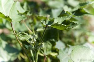 Green leafs and buds of the cotton plant.