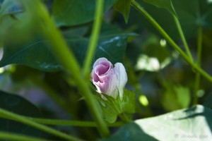 Pink bud of a cotton flower behind green stems and leaves.