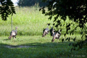 Turkeys on a green lawn.