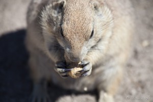 Prairie Dog
