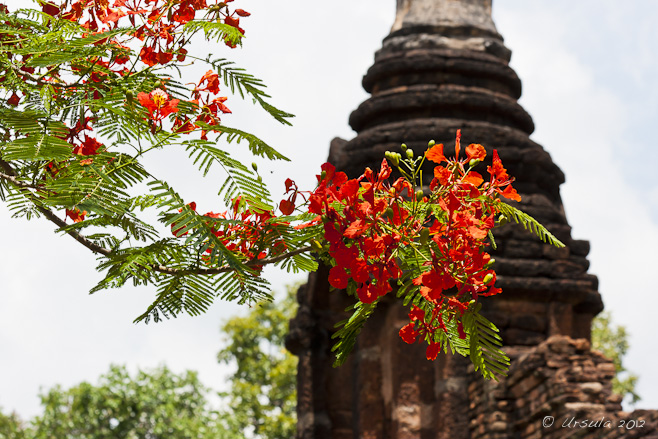 Orange red flame tree blossoms in front of a Sukhothai-era tower ruin.