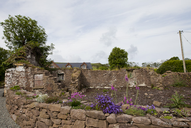 Flowers planted among the stone ruins of an old home.