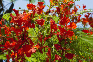 Red-orange Royal Poinciana plowers.